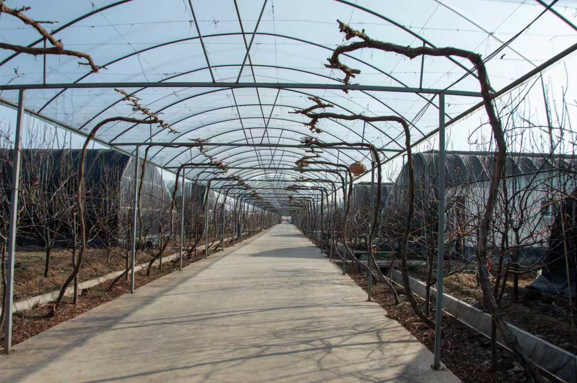 无花果种植基地3